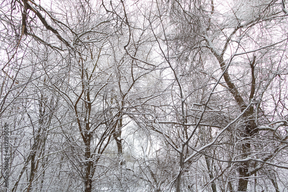 Snow in the forest - winter scenary. Snowy winter nature Snow in the forest - winter scenary. Snowy winter nature