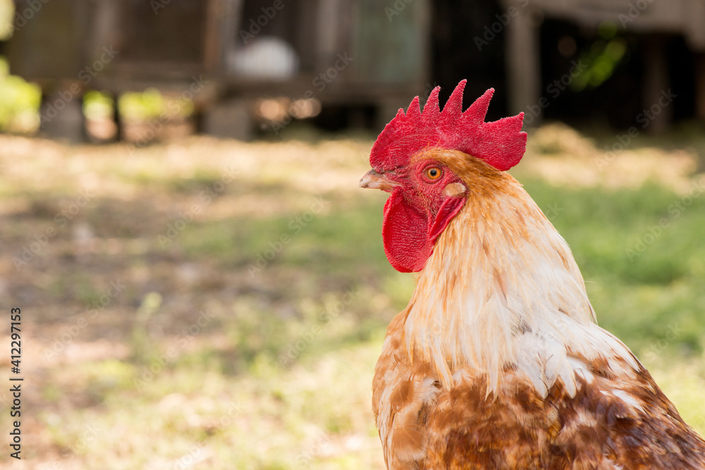 Front view portrait of brightly colored cockerel face. Colorful rooster with a beautiful head close-up.