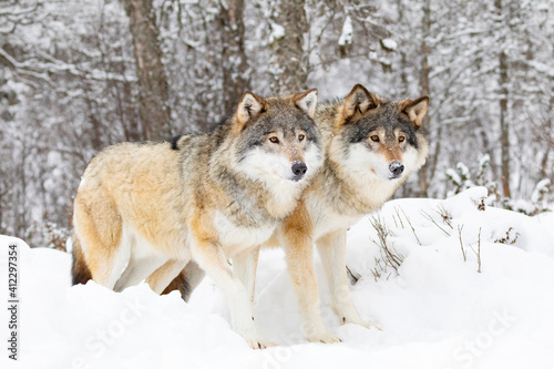 Two beautiful wolves in cold snowy winter forest © kjekol