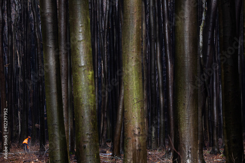 Lumberjack in the forest