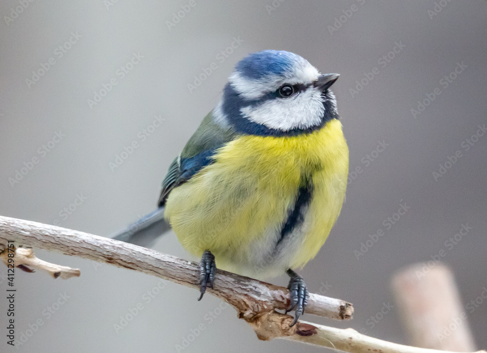Obraz premium blue tit on a branch