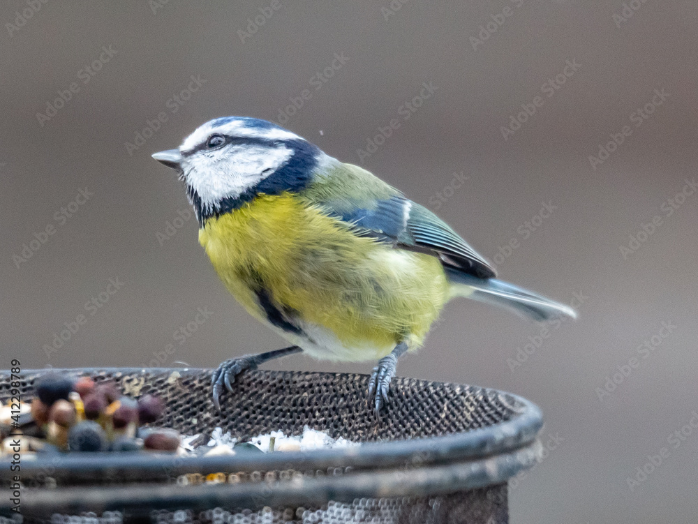 Fototapeta premium blue tit feeding