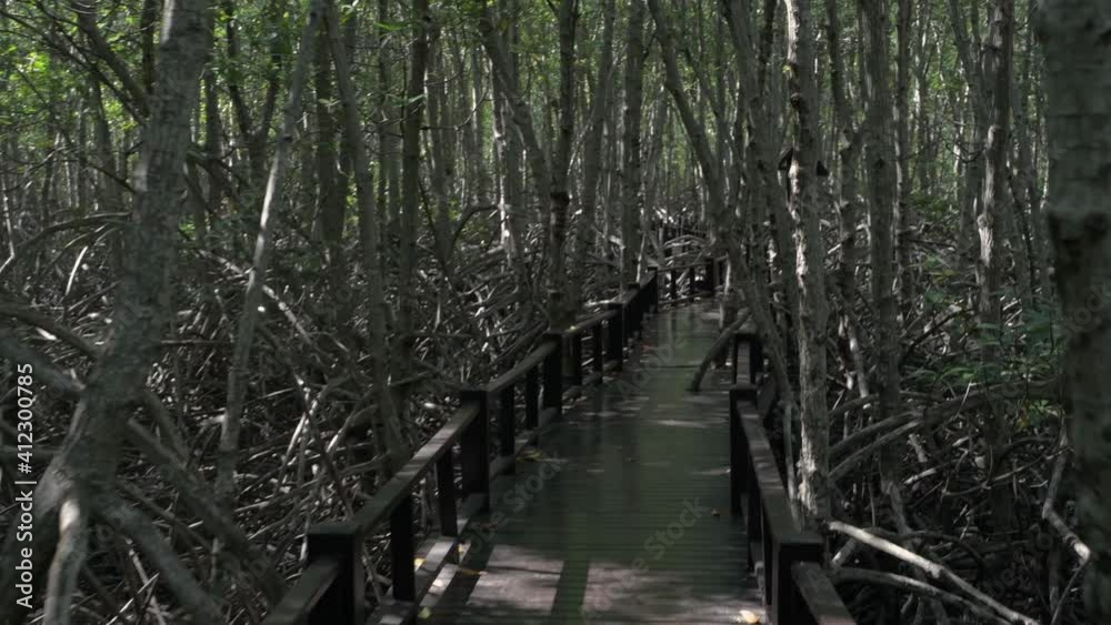 Nature view of 4k Resolution. Scenery while walking around the mangrove forest during the day. Nature view of 4k Resolution. Scenery while walking around the mangrove forest during the day.