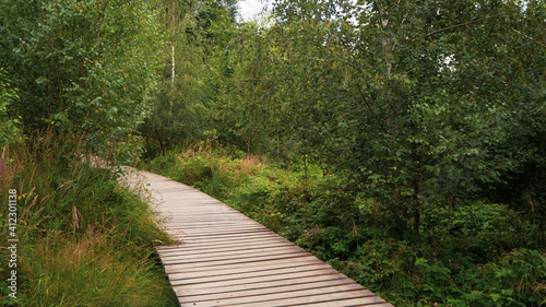 Deserted road in the middle of the forest