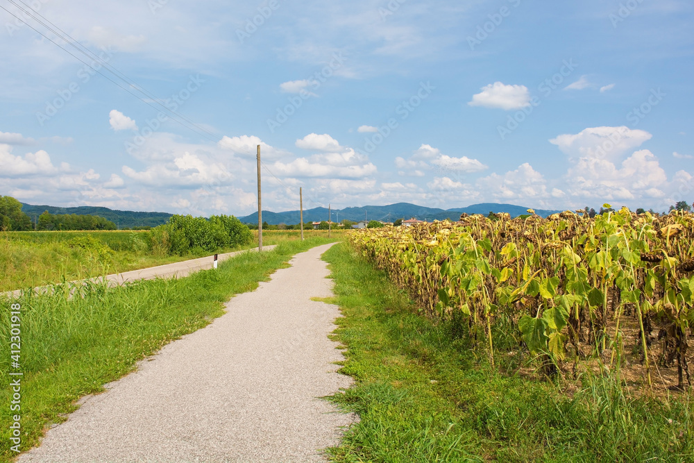 A field of drying sunflowers in August in Friuli-Venezia Giulia, north east Italy next to a cycle lane
A field of drying sunflowers in August in Friuli-Venezia Giulia, north east Italy next to a cycle lane