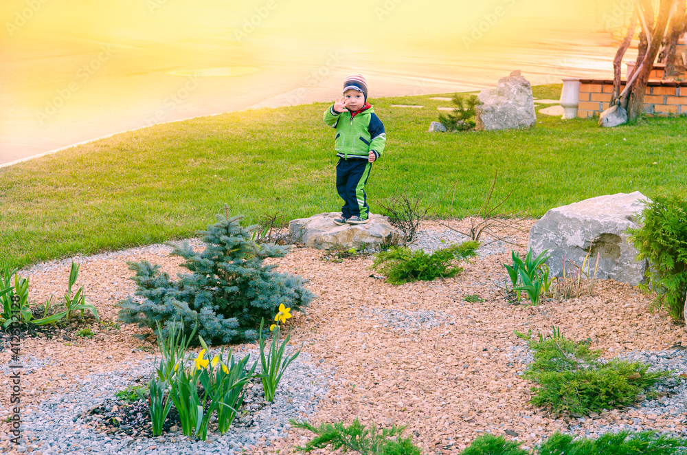 Fototapeta premium Little boy walking on the bed of blue spruce and daffodils.