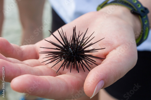 close-up live small black sea urchin from the ocean in the hands of man