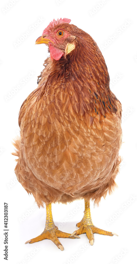 Fototapeta premium Small brown chicken.