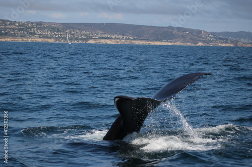 Whales and dolphins of the coast of Orange County , California.