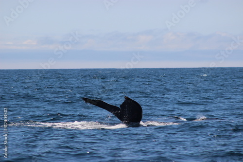 Whales and dolphins of the coast of Orange County   California.
