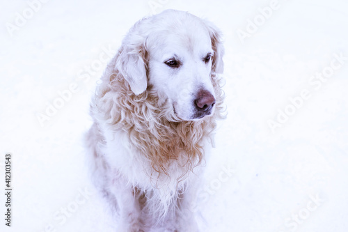 labrador retriever dog lying in the snow