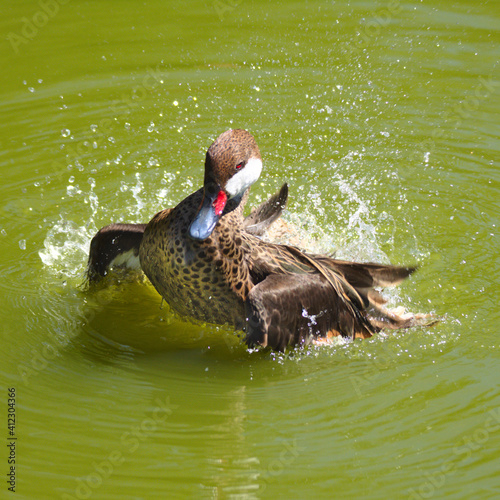 El pato
