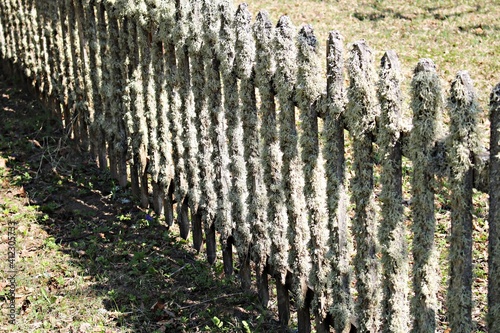 Fototapeta Naklejka Na Ścianę i Meble -  The wooden picket fence is abundantly covered with gray moss with the onset of spring