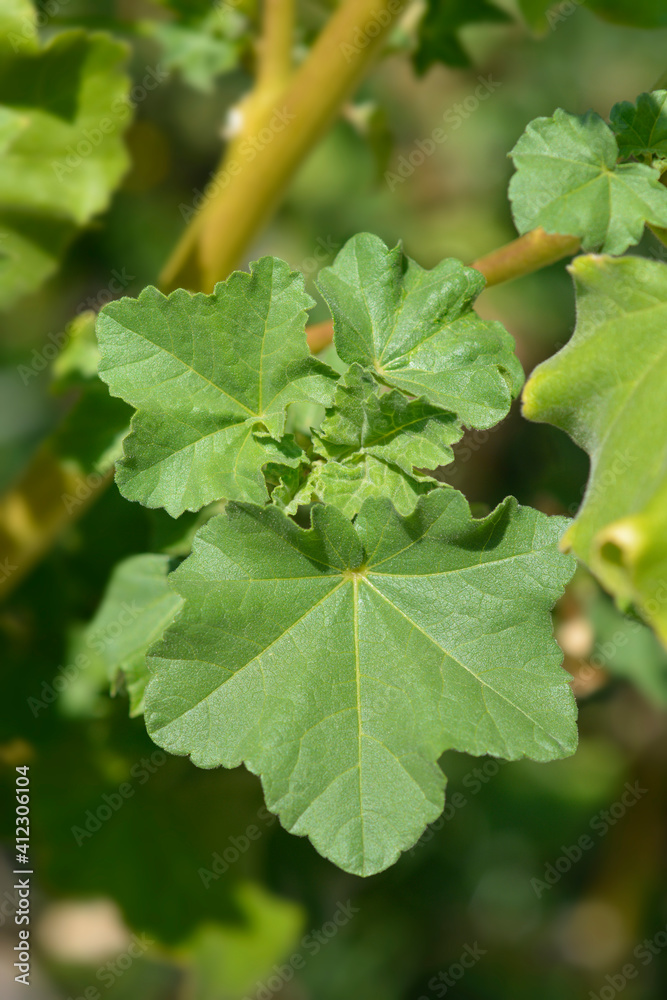 Velvet tree mallow Velvet tree mallow
