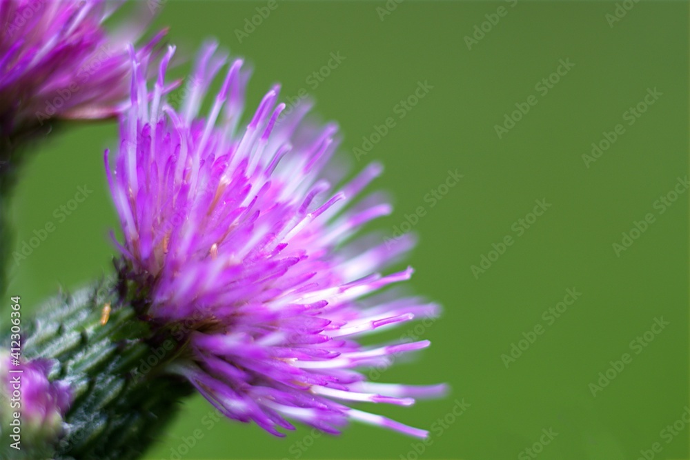Blume gut getroffen Blume gut getroffen