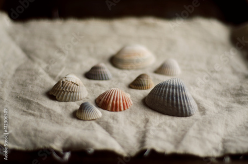 sea shells photo