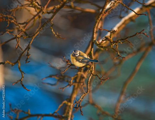 An ill titmouse sits on a branch of a bush on a winter day