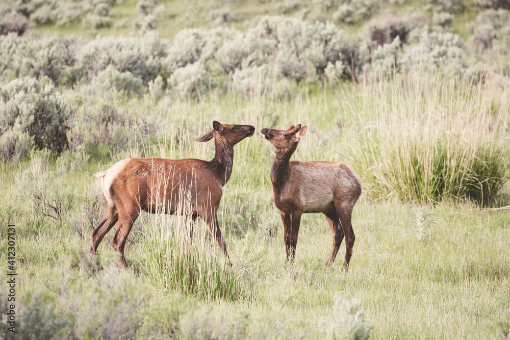 Couple of young deers playing in the wilderness Couple of young deers playing in the wilderness
