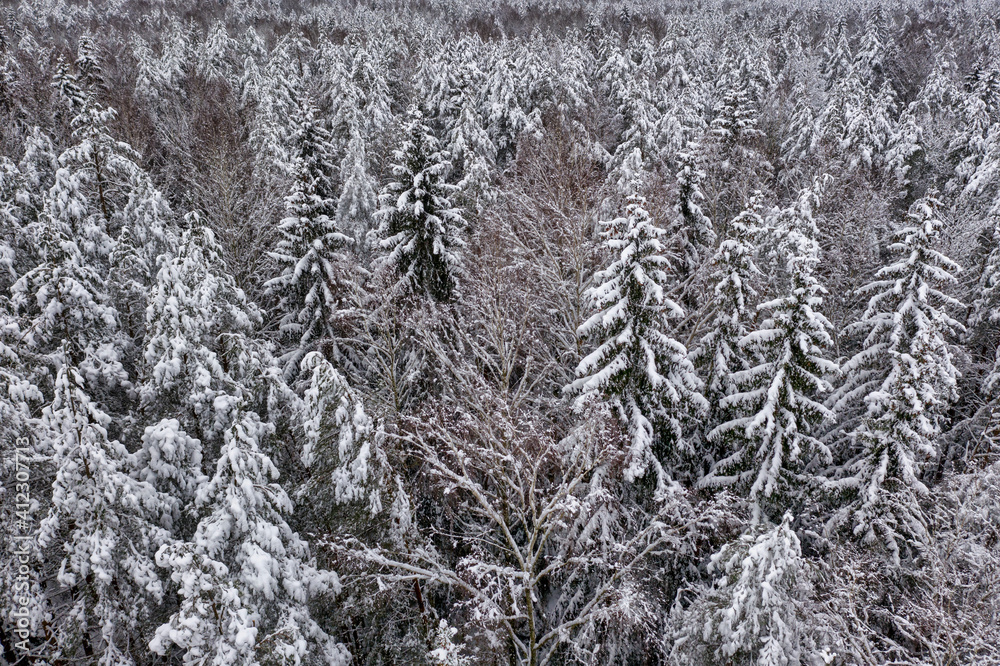 Beautiful snow covered forest shot from a drone Beautiful snow covered forest shot from a drone