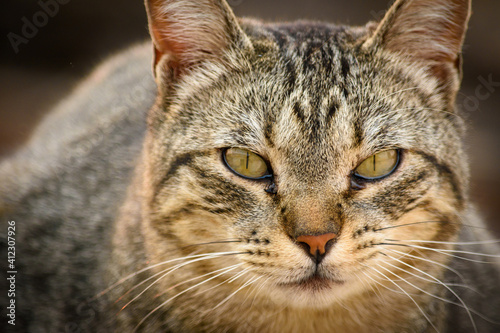 Gato atigrado gris con ojos desafiantes, durante el atardecer, en primerísimo primer plano 