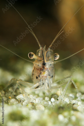 Transparent Japanese shrimp, Caridina japonica on the freshwater pond © Geza Farkas