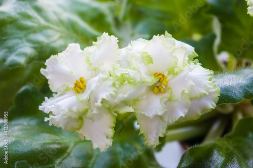 Blooming Home decorative flowers African violet Saintpaulia Irish Laughter, LLG-Herringshaw selection. photo