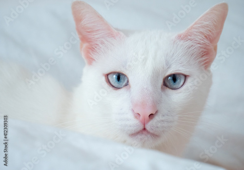 portrait of a white cat with blue eyes