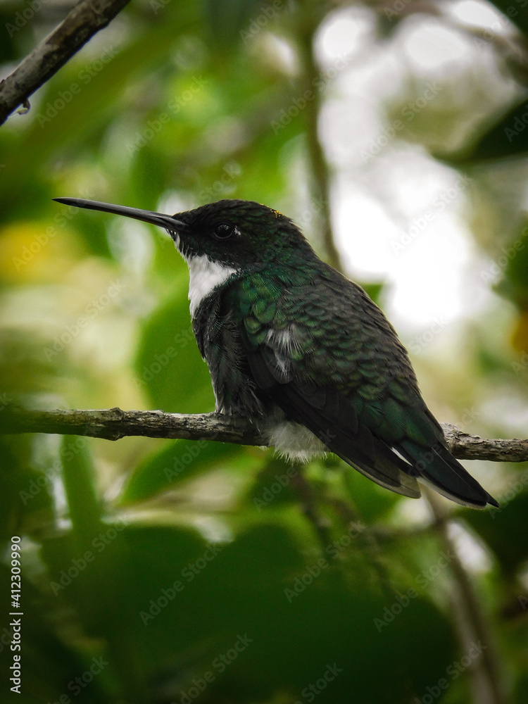 green and white hummingbird over a branch green and white hummingbird over a branch