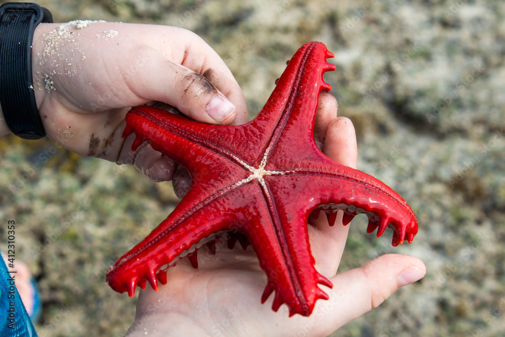 close-up red five-pointed starfish in hand backside close-up red five-pointed starfish in hand backside