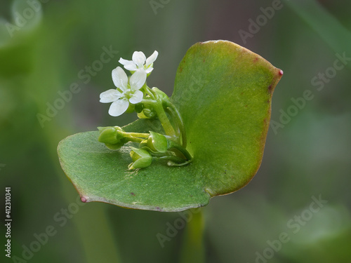 Gewöhnliches Tellerkraut als Neophyt in Europa, Claytonia perfoliata, Nahaufnahme von weißen Blüten im tellerförmigen Blatt photo