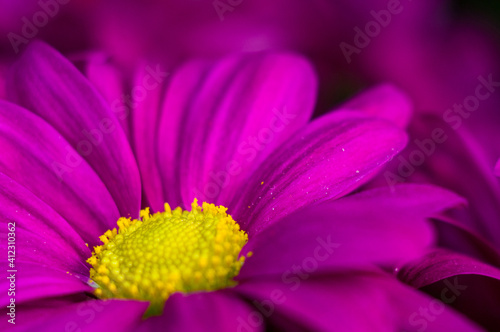 Beautiful bright purple and yellow chrysanthemum flowers  selective focus  macro