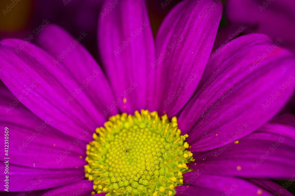 Beautiful bright purple and yellow chrysanthemum flowers, selective focus, macro