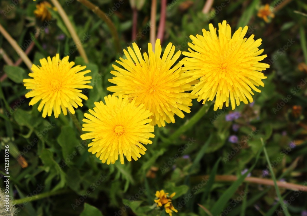 Blooming dandelions in green fields and meadows on sunny May days Blooming dandelions in green fields and meadows on sunny May days