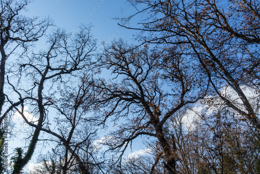 beautiful, natural, large trees in the forest, in the mountains, against the background of a blue sky with clouds on a good day in winter on a trip, travel, vacation, walk beautiful, natural, large trees in the forest, in the mountains, against the background of a blue sky with clouds on a good day in winter on a trip, travel, vacation, walk