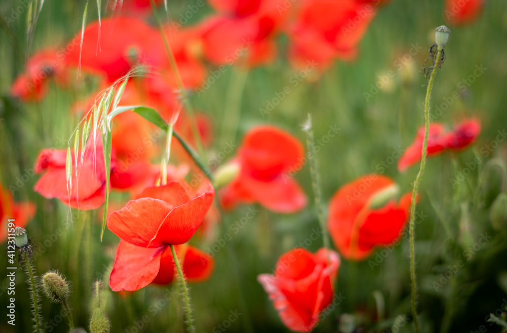 Obraz premium Red flowers