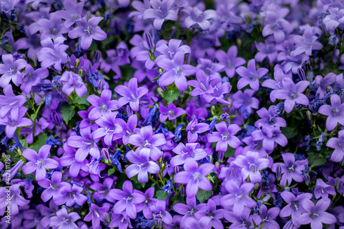 Purple flowers