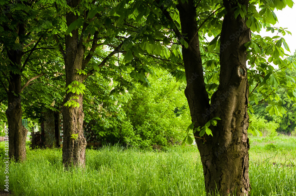 Obraz premium Spring landscape - bright green trees with young foliage on a bright warm sunny day in early spring.