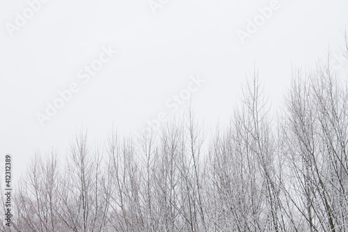 Snow covered tree branches. Winter landscape with free place