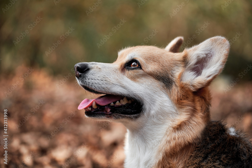 English Shepherd dog breed is smallest in world. Close up portrait of charming Pembroke Welsh corgi. Walk with dog in nature in fresh air in forest.