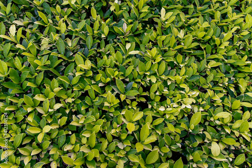 Abstract background of green boxwood  Buxus sempervirens . Greenery pattern of leaves. Background of green leaves  The concept of nature. Copy space  Selective focus.