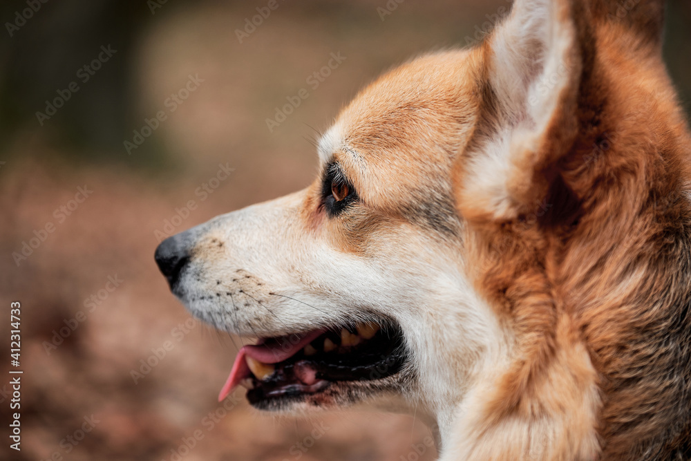 English Shepherd dog breed is smallest in world. Close up portrait of charming Pembroke Welsh corgi. Walk with dog in nature in fresh air in forest. English Shepherd dog breed is smallest in world. Close up portrait of charming Pembroke Welsh corgi. Walk with dog in nature in fresh air in forest.