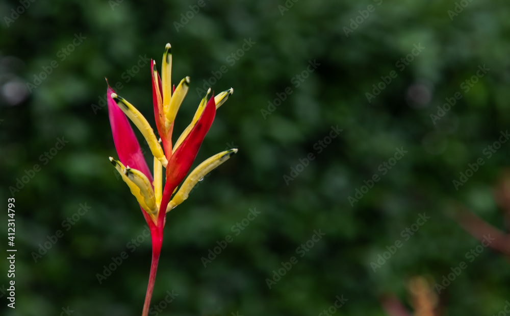 Obraz premium Yellow Heliconia flowers (Lobster-claws) or parrot's beak is a genus of tropical plants and Blurred green leaf background. Copy space, Selective focus.