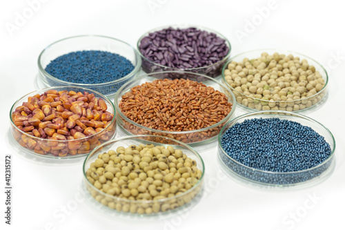 Colorful pesticide-treated rapeseed, sunflower, wheat, pea, soy, and corn seeds in a petri dish in the lab
