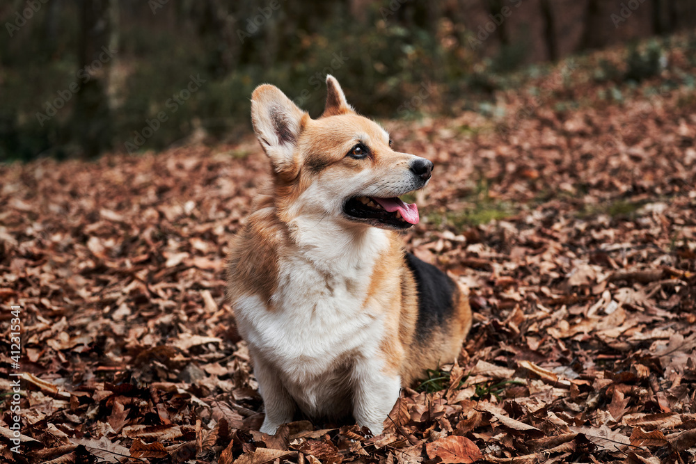 Charming little English Shepherd dog. Walking with dog in fresh air in forest. Pembroke Tricolor Welsh Corgi sits in woods in autumn yellow leaves and smiles.