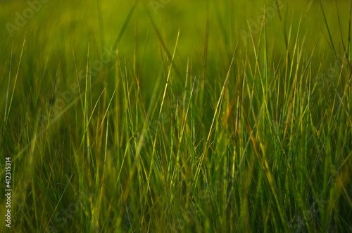 Wild plants and flowers close-up, early spring on a warm sunny day, bright beautiful background