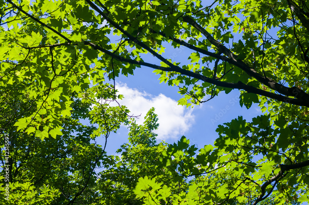 Fototapeta premium Spring landscape - bright green trees with young foliage on a bright warm sunny day in early spring.
