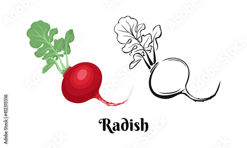 Radish isolated on white background. Vector color illustration of vegetables in cartoon flat style and black and white outline. Organic food Icon.
