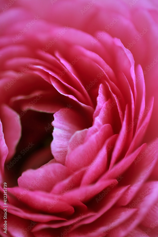 Close Up Of A Vibrant Pink Ranunculus Flower Close Up Of A Vibrant Pink Ranunculus Flower
