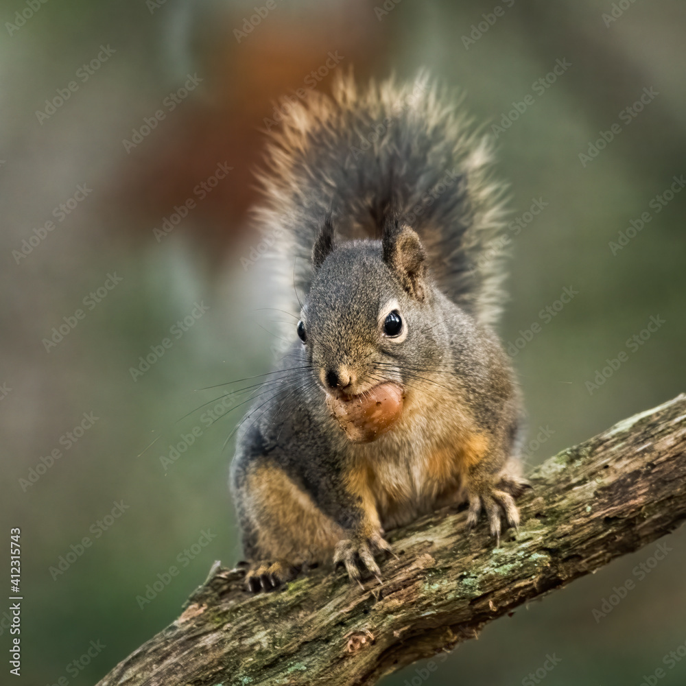 Wild squirrel with a nut in mouth posing on a branch with its tail raised in the background