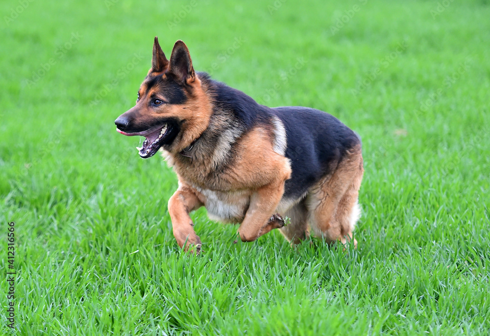 a nice german shepherd in a green field a nice german shepherd in a green field